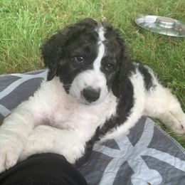 Bernedoodle Puppies from Moose Tracks Bernedoodles