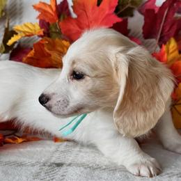 Bonnie - Cream female Dachshund puppy in Bartow, Florida from Buck Fifty Ranch doxies