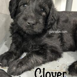 Schnoodle Puppies from Gunnie Luv, LLC