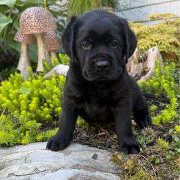 Ripple - Black female Labrador Retriever puppy in Hartland, Vermont from Enlightened Labs
