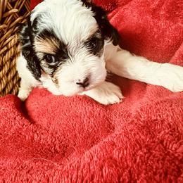 Belle - Black and white female Cavapoo puppy in Modesto, California from Molly n Friends
