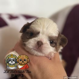 Grover - Liver and white male Shih Tzu puppy in Walkertown, North Carolina from Lil’ Bit’s Shih Tzu