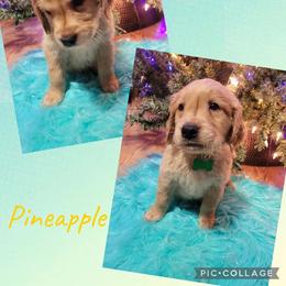 Pineapple - Golden male Golden Retriever puppy in Greensburg, Kentucky from Southern Springs Goldens