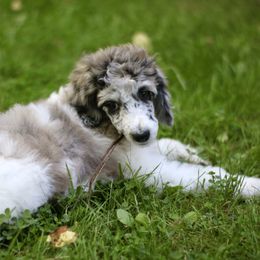 Bordoodle, Goldendoodle, and Poodle Puppies from Pacific Northwest Doodles