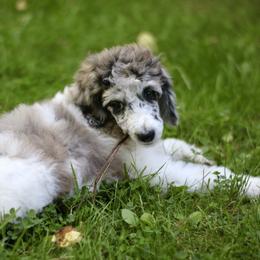 Bordoodle, Goldendoodle, and Poodle Puppies from Pacific Northwest Doodles