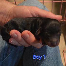 Batman - Black and tan male Dachshund puppy in Mobile, Alabama from Mobile Mini Dachshunds