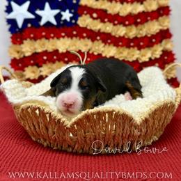 David Bowie - Tri-color male Bernedoodle puppy in Austin, Texas from Boutique Bernedoodles & Co.