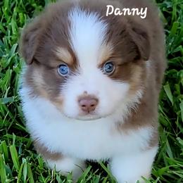 Miniature American Shepherd and Miniature Australian Shepherd Puppies from Cane Creek Aussies