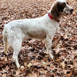 Daisy - Llewellin Setter