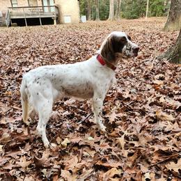 Daisy - Llewellin Setter