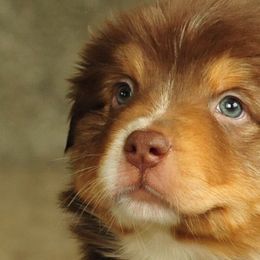 Australian Shepherd Puppies from Elk Ridge Aussies