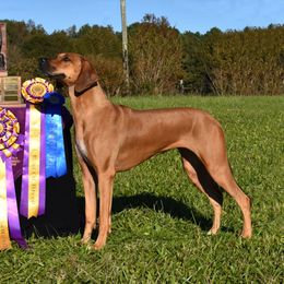 Wick - Rhodesian Ridgeback