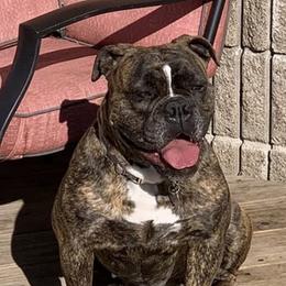 Athena  - Olde English Bulldogge