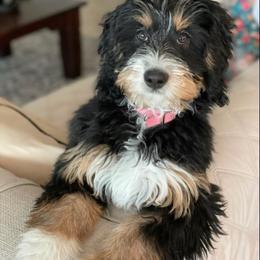 Stella - Bernedoodle