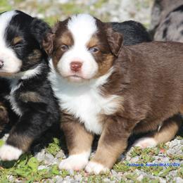 Cody - Red tri-color male Miniature American Shepherd puppy in Hillsdale, Michigan from Faithwalk Aussies and Mini American Shepherds