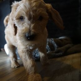 Goldendoodle Puppies from az goldendoodle pups