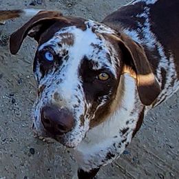 Catahoula Leopard Dogs from Marcee's Catahoulas