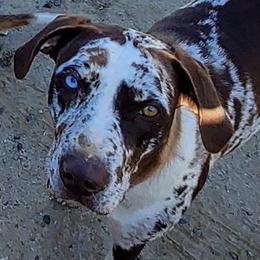 Catahoula Leopard Dogs from Marcee's Catahoulas