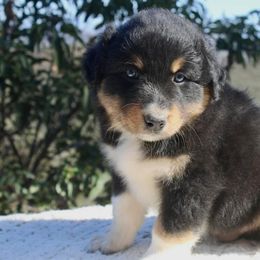 Australian Shepherd Puppies from Hillside Aussies