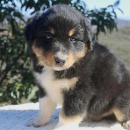 Australian Shepherd Puppies from Hillside Aussies