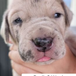 Great Dane Puppies from Harrison Danes