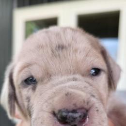 Great Dane Puppies from Harrison Danes