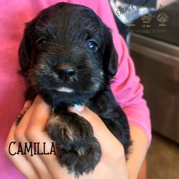 Camilla - Black female Schnoodle puppy in Sedalia, Missouri from Farmer Brown's Puppies