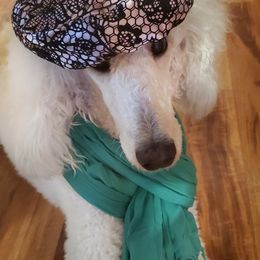 Poodle All Grown Up from Illini Spirit Standard Poodles