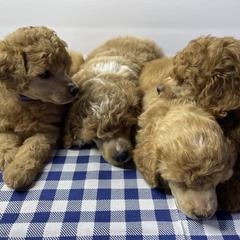 Poodles from Prima Bella Poodles
