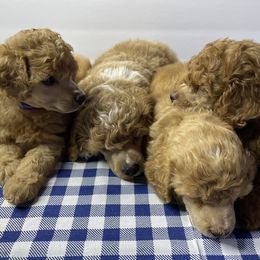 Poodles from Prima Bella Poodles