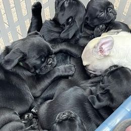 Pug Puppies from Crazy Pugs Haven