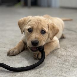 Labrador Retriever Puppies from Wheatland Retrievers