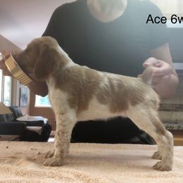 Brittany Puppies from Hellfinger Bird Dogs