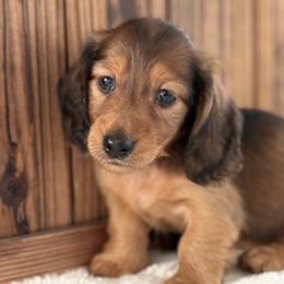 Liam - Red male Dachshund puppy in Newport, Tennessee from Justice Doxies