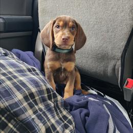 Preacher (Light Blue Collar) - Brown white and tan male Beagle puppy in Bois D Arc, Missouri from Country Home Pets and Farm