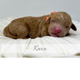 Knox - Red  male Goldendoodle puppy in State Road, North Carolina from Must Love Doodles