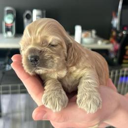 Girl 3 - Buff female Cocker Spaniel puppy in Spotsylvania, Virginia from Wilkshire Farm