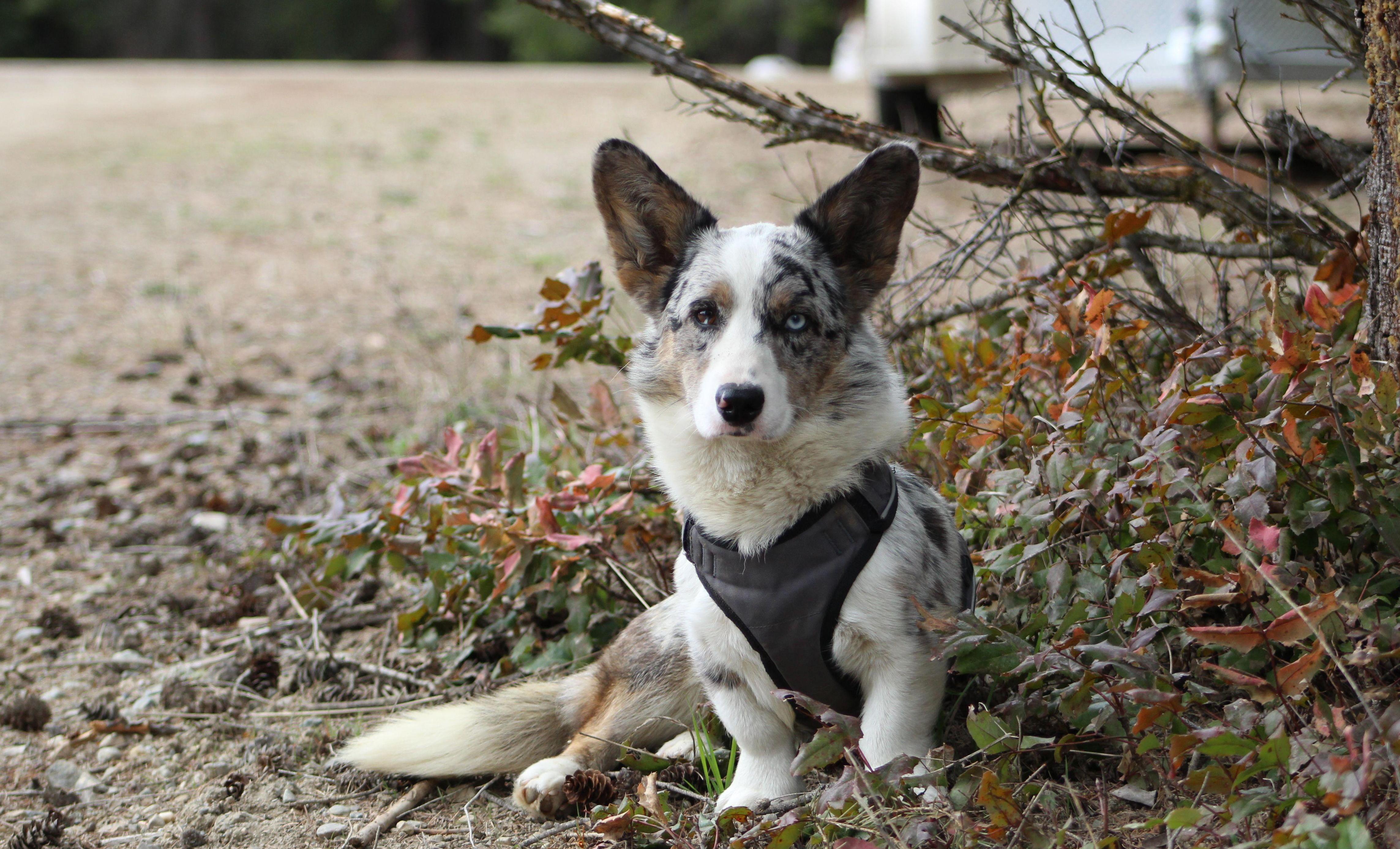 Merle Cardigan sitting under a bush with.gray harness on