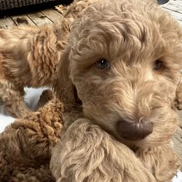 Goldendoodle Puppies from Lundee Doodles