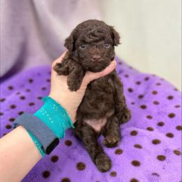 Poodle Puppies from KC Poodles of PA