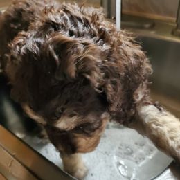 Goldendoodles, Labradoodles, and Poodles from Lillybrooke Acres