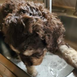 Goldendoodles, Labradoodles, and Poodles from Lillybrooke Acres