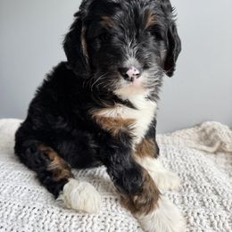 Bernedoodle, Bernese Mountain Dog, Cavalier King Charles Spaniel, and Goldendoodle Puppies from Adventure Doodles Of East TN