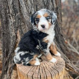 Hart - female Australian Mountain Doodle puppy in Randolph, Utah from Dry Canyon Pups