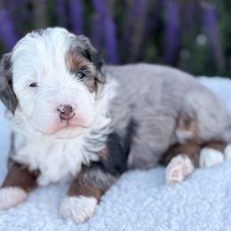 Savannah - Blue merle female Bernedoodle puppy in Fleming, Colorado from Vandenbark Doodles