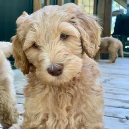 Goldendoodle Puppies from Lundee Doodles