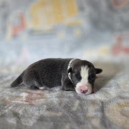 Lucy - Blue female Border Collie puppy in Gary, Indiana from Lake Ridge Border Collies