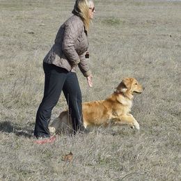 Golden Retriever All Grown Up from Firefly Cottage Golden Retrievers