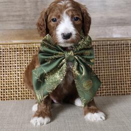 Azie - Red  male Goldendoodle puppy in Warsaw, Ohio from Lovabledoodles