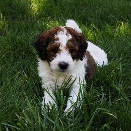Collie, Goldendoodle, Havapoo, and Labradoodle Puppies from Oregon Valley Pups